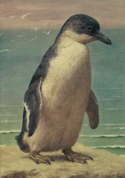 Studie eines Pinguins